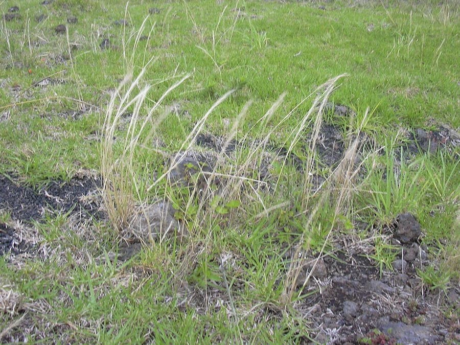 Vulpia bromoides mit feinen Blättern und wehenden Ährchen