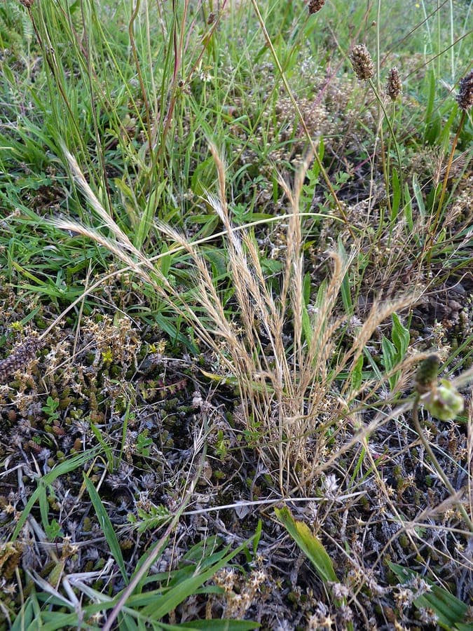 Fine, hairy seed heads of bearded fescue grass
