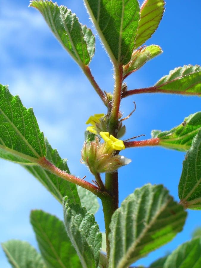 Waltheria indica displaying characteristic small yellow flowers and textured foliage