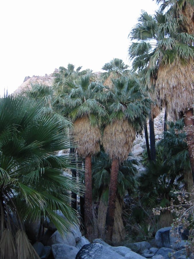 California fan palm met kenmerkende waaierachtige bladeren in zonlicht