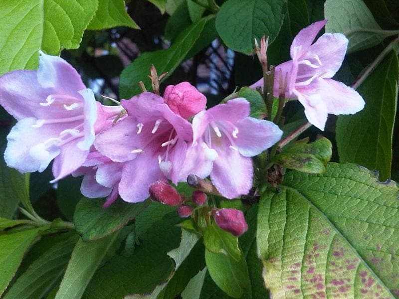 Weigela florida en pleine floraison avec des fleurs roses à blanches en forme de trompette dans une bordure de jardin