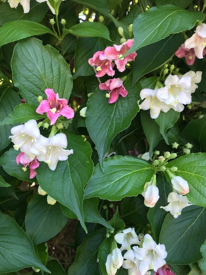 Weigela japonica met roze trechter-vormige bloemen