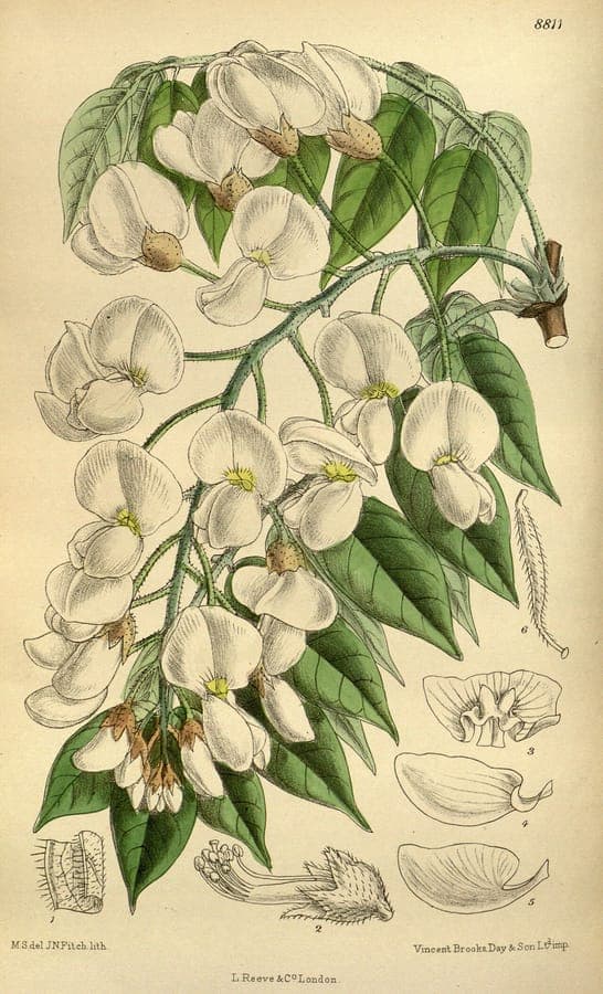 Wisteria brachybotrys flowering with purple blooms and green foliage on support