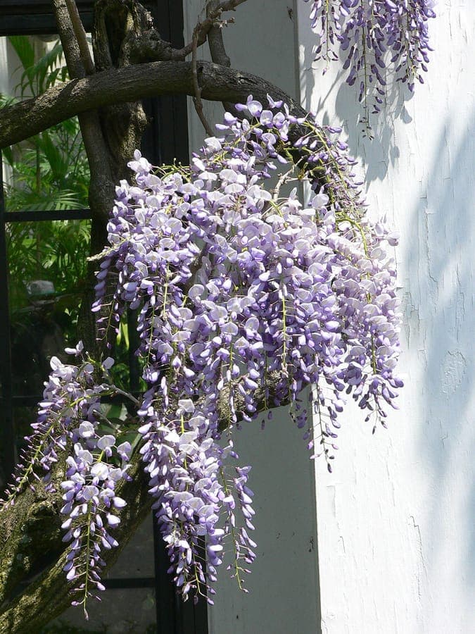 Long purple flower racemes of Japanese Wisteria hanging gracefully from a pergola