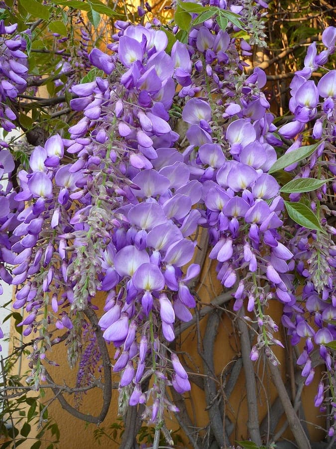 Hangende blauwpaarse bloeitrossen van blauwe regen langs een pergola in het voorjaar