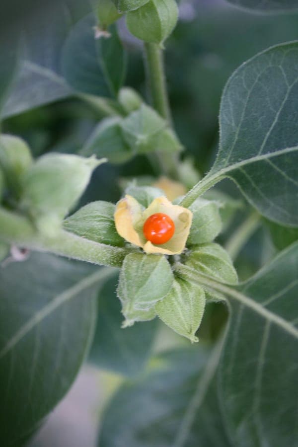 Ashwagandha met geurige bloemen en papieren vruchtdelen