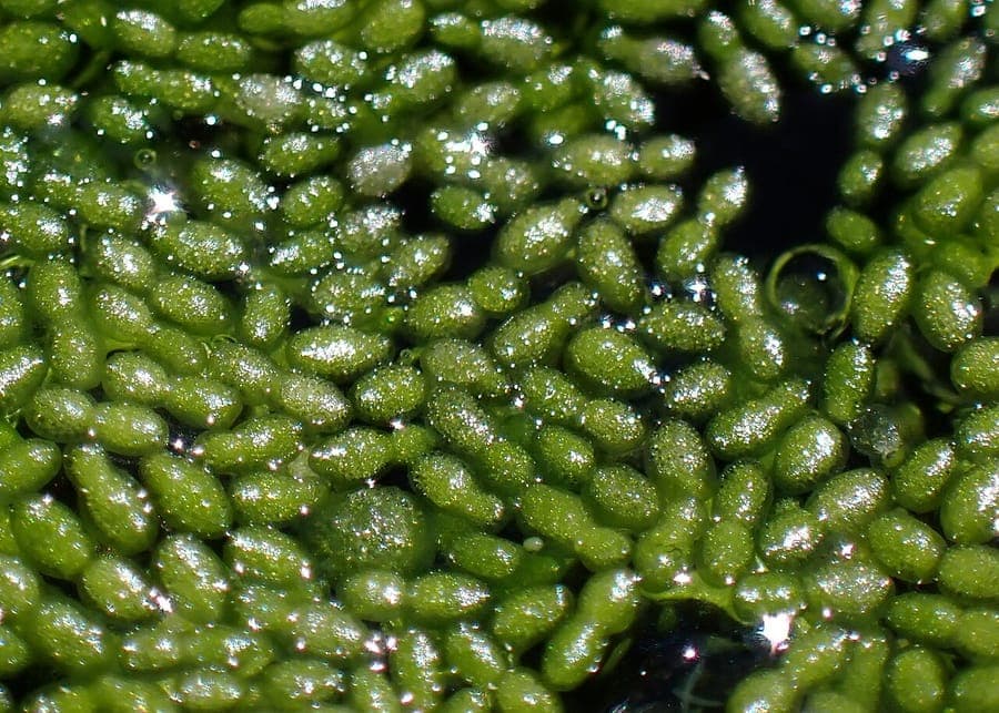 Wortelloos kroos (Wolffia arrhiza) - microscopische waterplanten