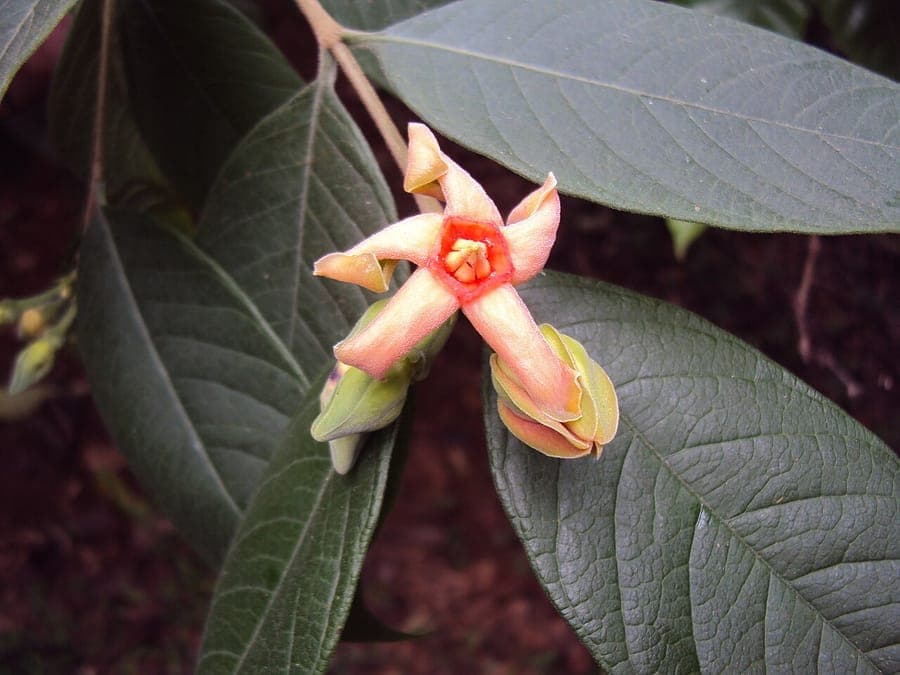 Wrightia arborea with delicate white flowers clustered among green leaves
