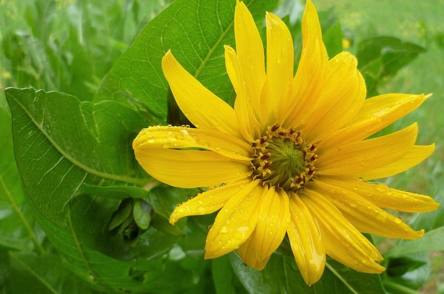 Wyethia amplexicaulis oreilles de mulet avec grandes fleurs jaunes sur prairie de montagne