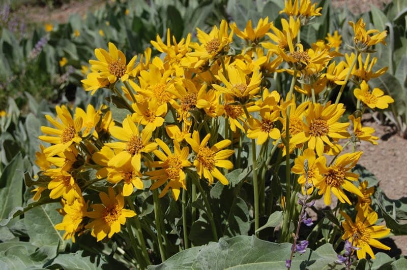 Wyethia mollis wolliges Maulesel-Ohr mit silbrigen Blattern und weissen Bluten