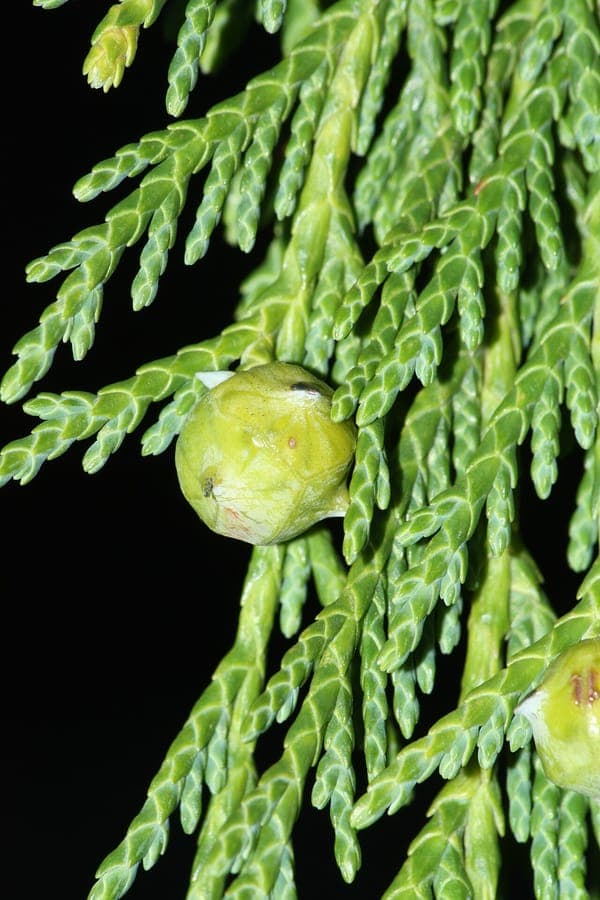 Alaska yellow-cedar with golden-green foliage