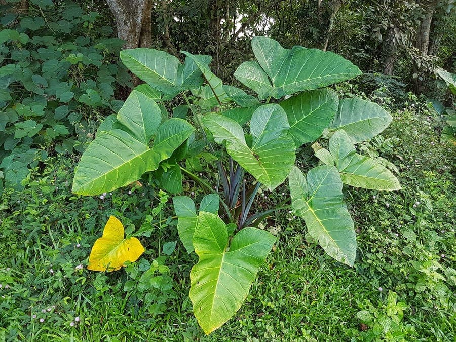 Xanthosoma sagittifolium plant met grote pijlvormige groenblauwe bladeren