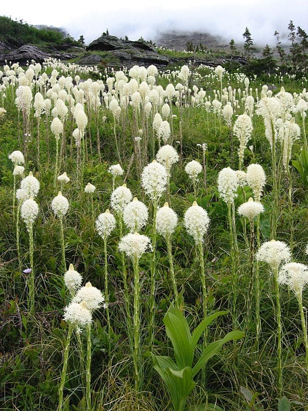 Xerophyllum tenax met witte bloempluim en fijne grasachtige bladeren in berglandschap