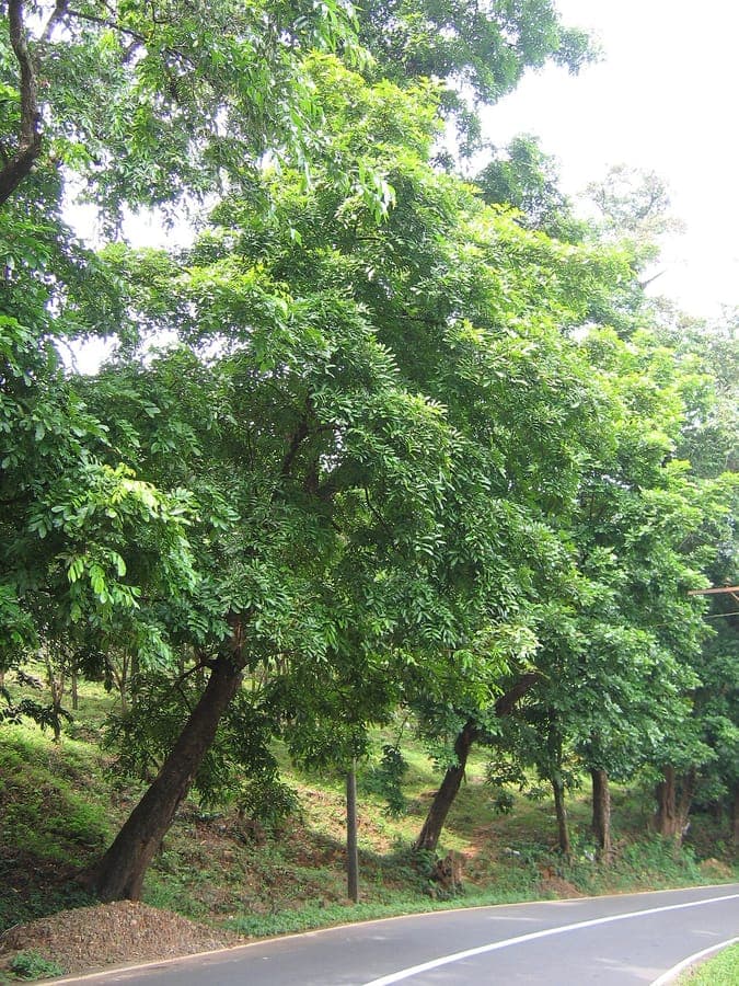 Xylia xylocarpa tree displaying grayish-brown bark and compound leaves in tropical setting