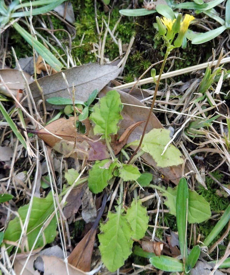 Youngia japonica met gele bloemen en groene bladeren in zonlicht