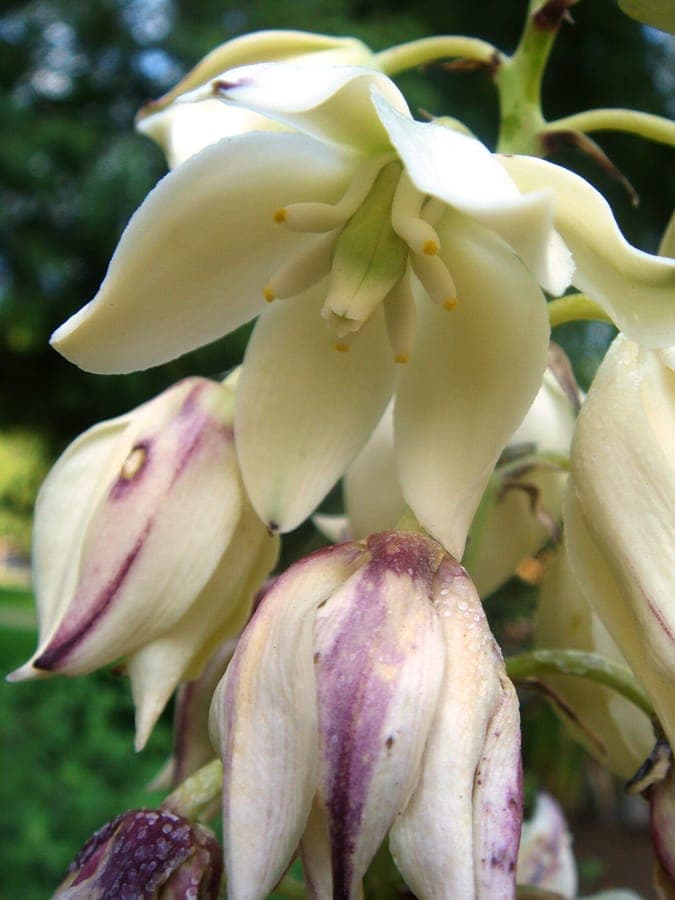 Yucca aloifolia avec des feuilles rigides et pointues et des fleurs blanches en plein soleil