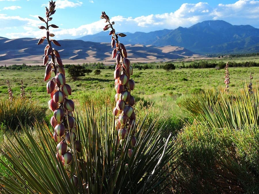 Yucca angustissima met smalle grijsgroene bladeren en witte bloemen
