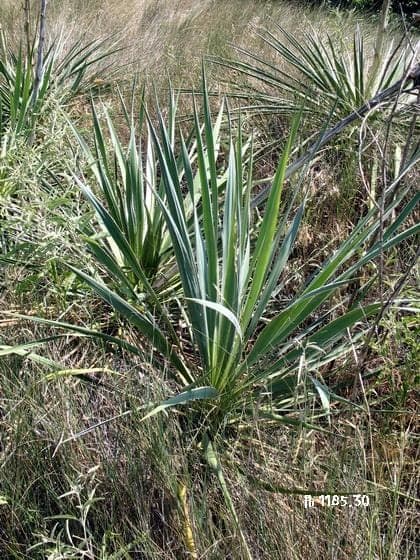 Yucca arkansana met blauwe rozetten en witte bloemspijlers