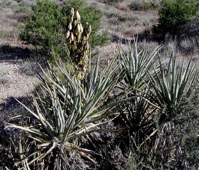 Banana Yucca with white flowers in desert landscape