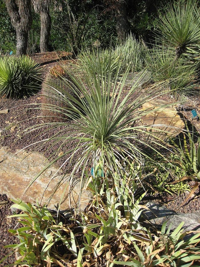 Yucca baileyi mit dichten Blattrosetten und stattlichen weissen Blutenstanden in alpiner Landschaft