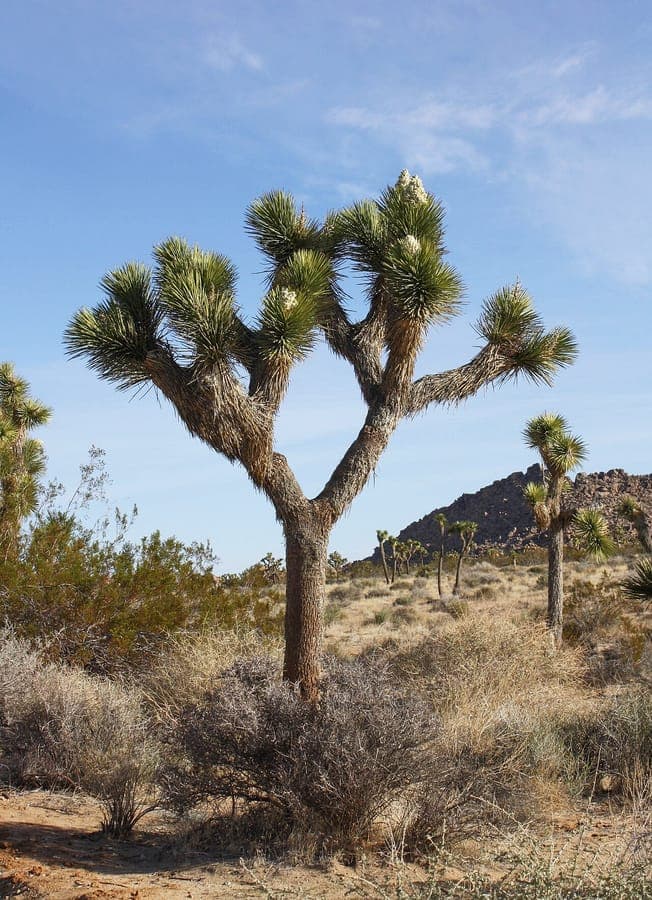 Joshua-boom met karakteristieke takken in Mojave-woestijn