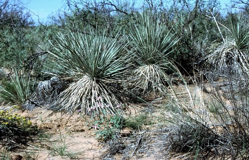 Plains yucca with stiff blue-green leaves in dry landscape