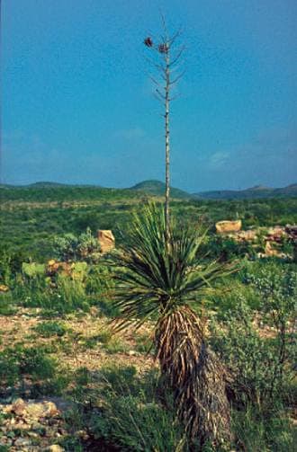 Buckley's yucca met stijve bladeren en bloemen in voortuin