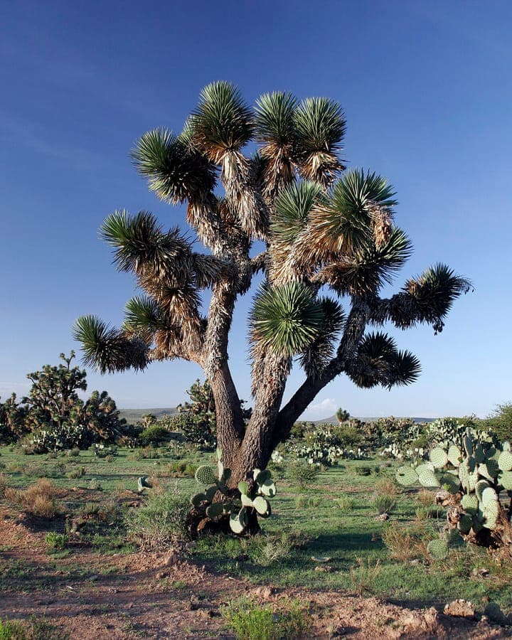 Yucca decipiens with pointed green leaves in a desert-like setting