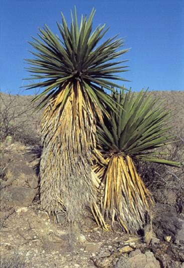 Yucca faxoniana met blauwe rozetten en witte bloemspijlers