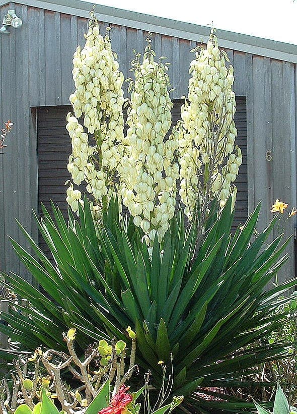 Fädige Palmlilie (Yucca filamentosa) in voller Blüte mit hohen weißen Blütenständen über steifen, lanzettförmigen Blättern, gepflanzt in einem sonnigen, trockenen Beet