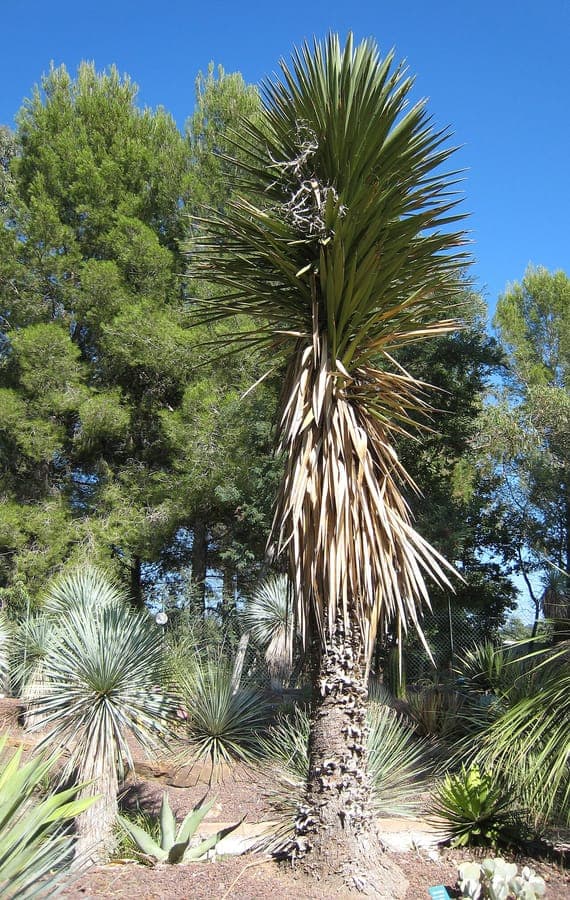 Yucca filifera with characteristic thread-bearing leaves