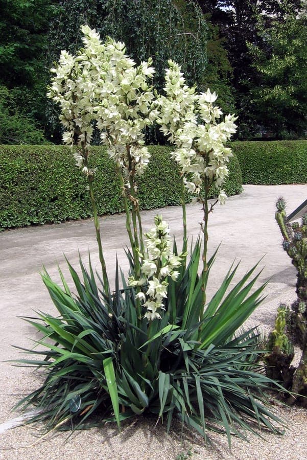 Adam's-needle (Yucca flaccida) in full bloom on a dry, sunny slope