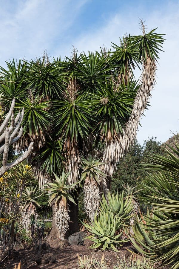 Riesenyucca-Pflanze mit weißen Blüten
