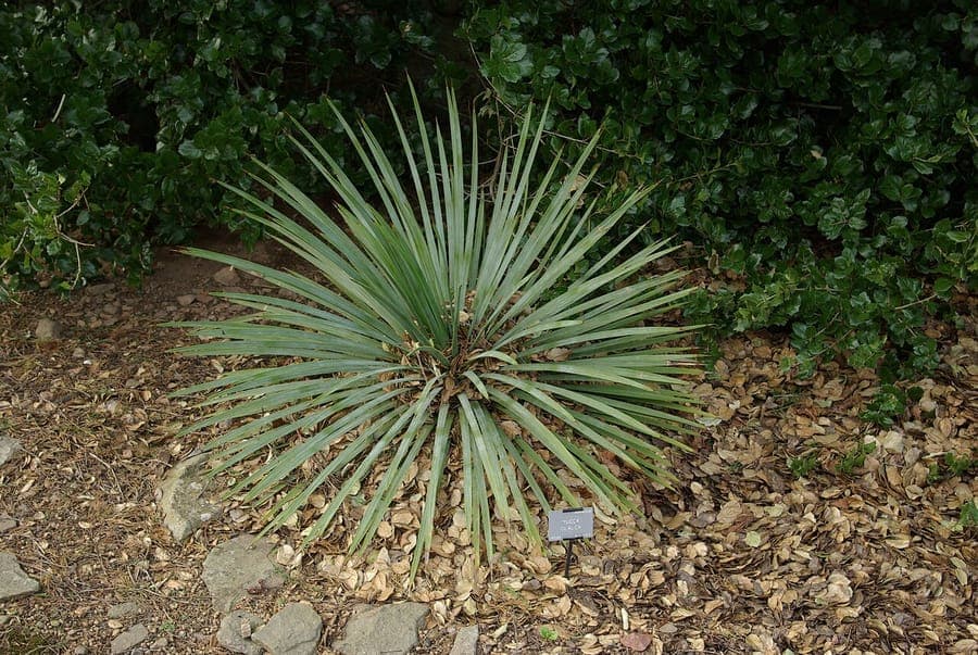 Glaucous Yucca plant with white flowers on prairie