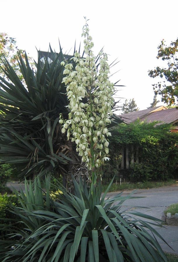 Yucca gloriosa with stiff blue-green leaves and tall flower stalk bearing white flowers in full sun
