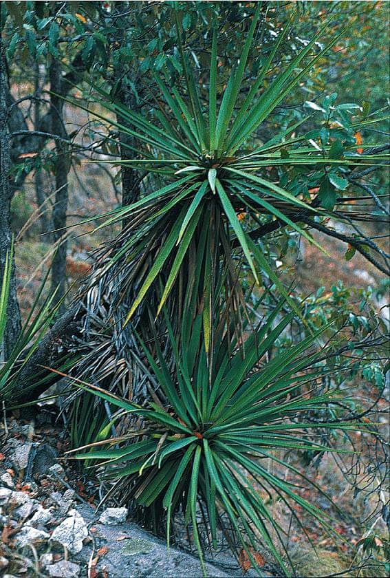 Sierra Madre yucca with spiky leaves in natural habitat