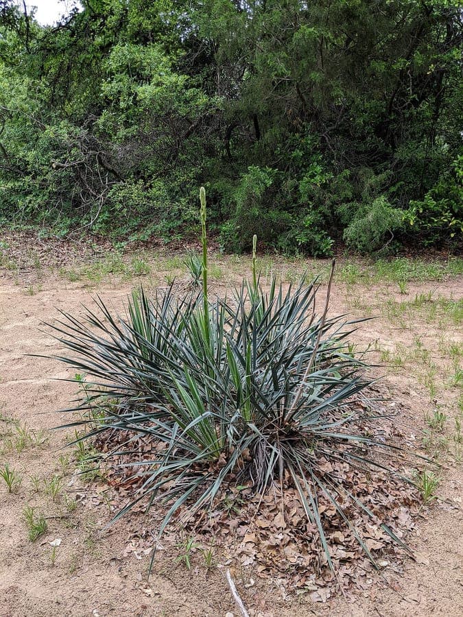Witte bloemstengel van Yucca necopina met architecturaal blad