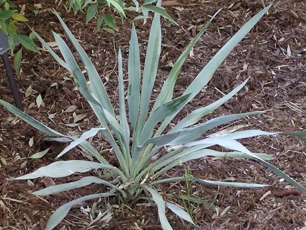 Yucca pallida plant met karakteristieke gedraaide zilverachtige bladeren