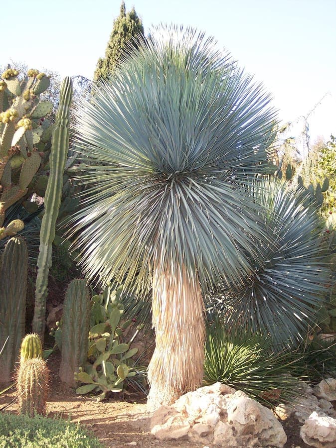 Yucca rostrata tree with blue leaves