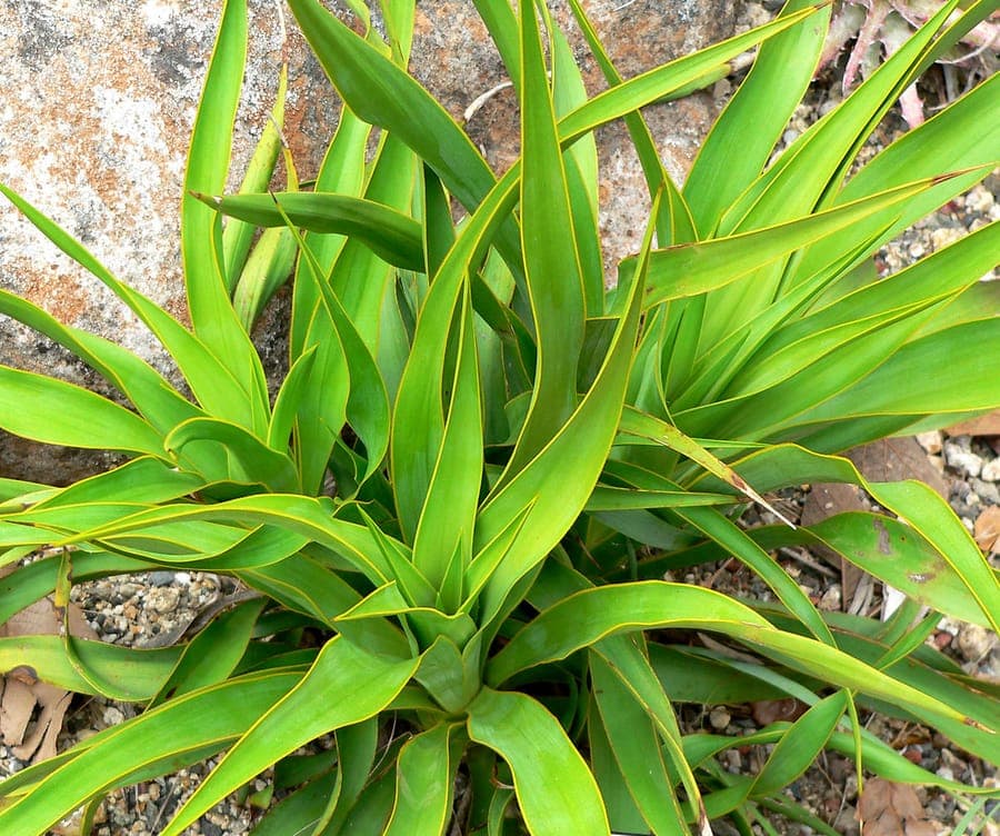 Yucca rupicola affichant son feuillage caractéristique torsadé