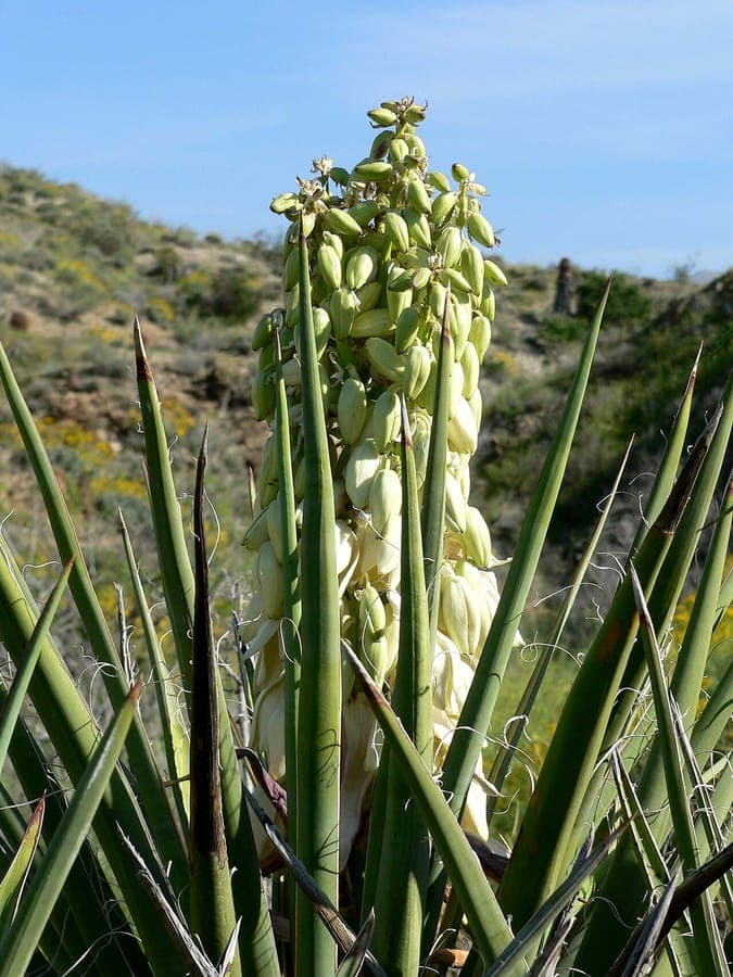 Mohave yucca with characteristic tree-like form and long grey-green leaves