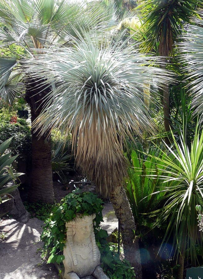 Thompson yucca with fine narrow leaves and tall dramatic flower spikes