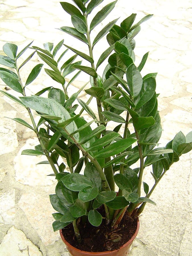 ZZ plant with glossy feathered leaflets