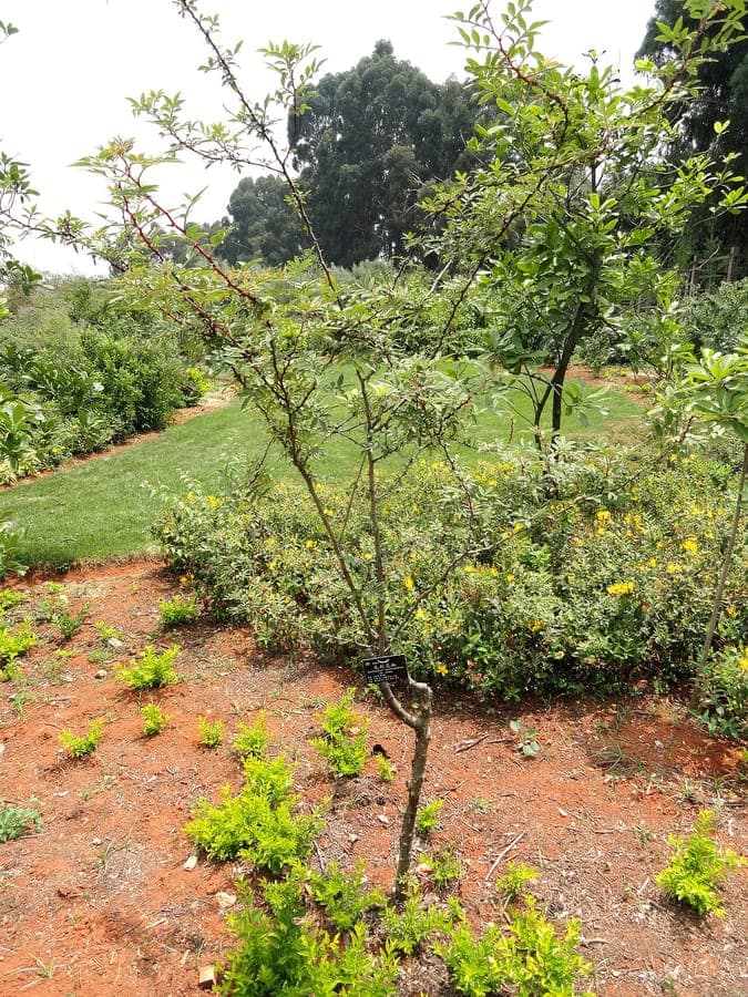 Zanthoxylum acanthopodium plant met karakteristieke stekelige stengels en samengestelde bladeren