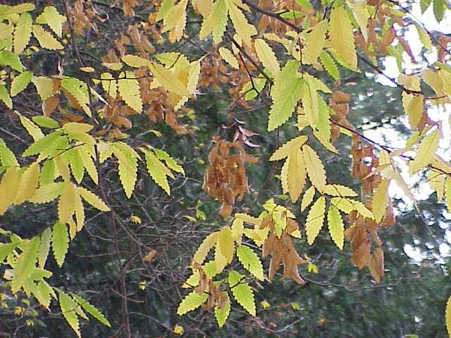 Kaukasische zelkova bladeren en schors