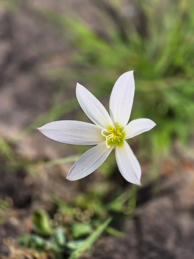 Zephyranthes candida witte bloemen en lange slanke bladeren