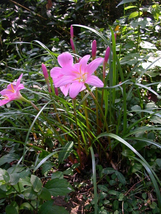 Zephyranthes carinata displaying elegant red flowers and graceful foliage after rains