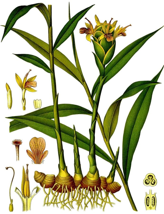 Gemberdplant met groene bladeren