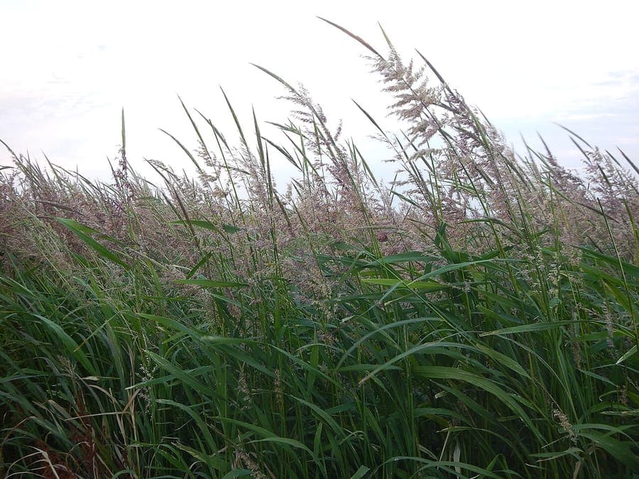 Wilde rijst (Zizania aquatica) in een natuurlijke wateromgeving