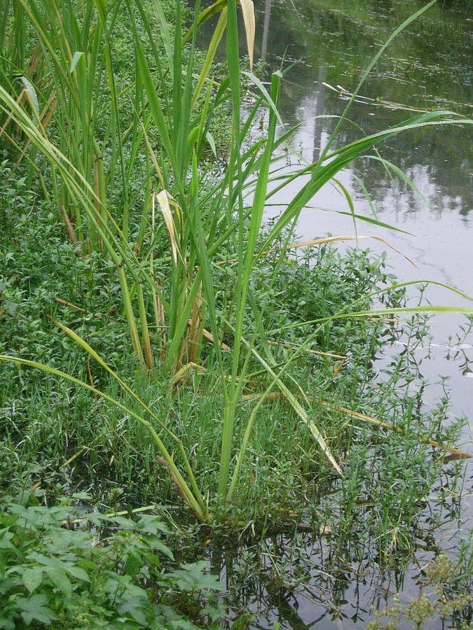 Elegant water-bamboo in shallow water environment